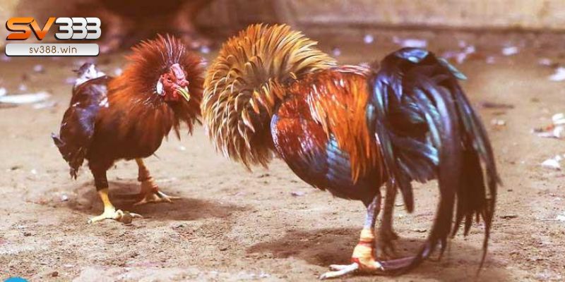 Bật Mí Bí Quyết Chơi Đá Gà 88JUN Trực Tuyến Luôn Thắng 1 Bật mí bí quyết chơi đá gà 88JUN cần nắm chắc hình thức