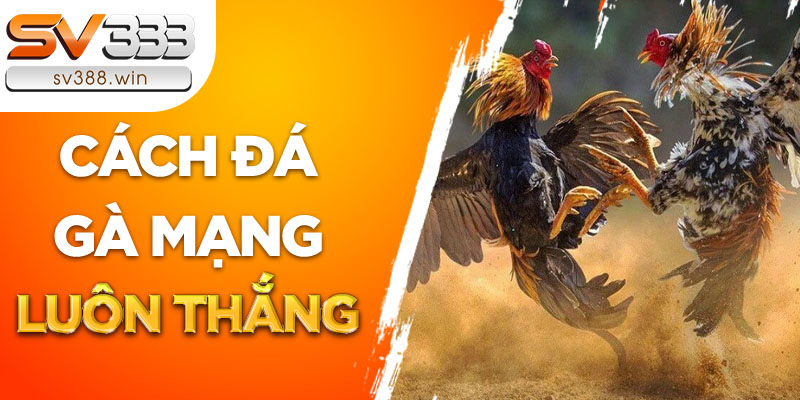 Cách đá gà mạng luôn thắng có đáng tin