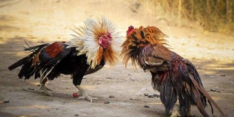 Đá gà 678 – Trang đá gà số 1 đẳng cấp tại Việt Nam 2 Đá gà Campuchia thu hút nhiều người xem