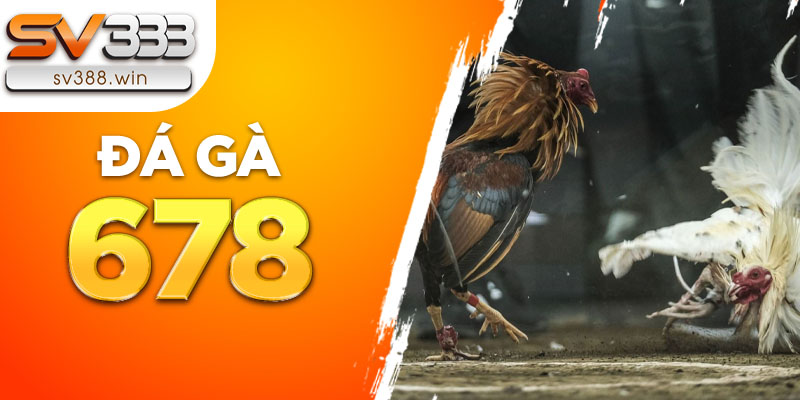 Đá gà 678 – Trang đá gà số 1 đẳng cấp tại Việt Nam 1 Xem trực tiếp tại đá gà 678