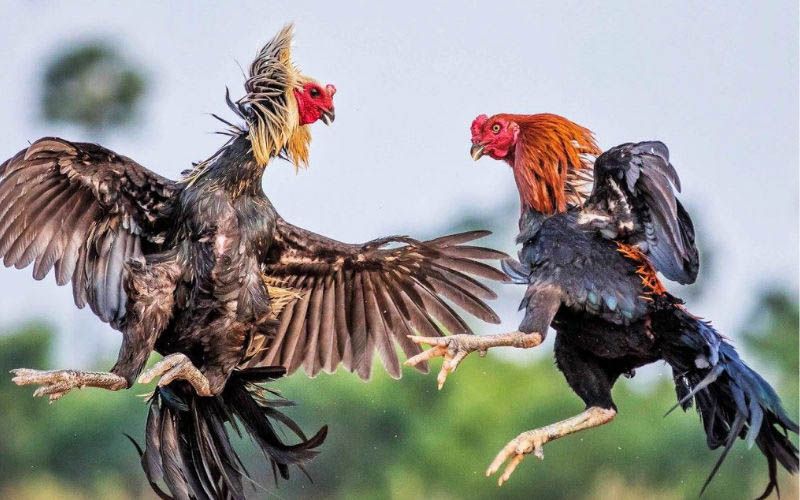 Đá gà Campuchia 123 – Địa chỉ cá cược của tín đồ cuồng gà chọi 2 Đá gà cựa sắt kịch tính đến nghẹt thở