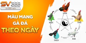 mau mang ga da theo ngay 9