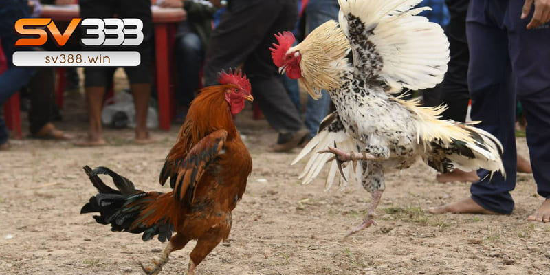 Giải Đáp Thắc Mắc Ngày Tý Đá Gà Gì Để Chiến Thắng Dễ Dàng? 2 Ngày tý chọn gà đá có màu lông gì?