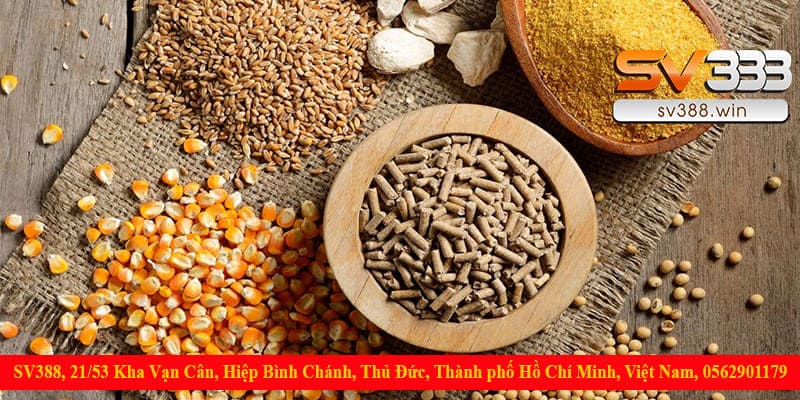 Tổng hợp các cách chọn thức ăn cho gà đá cựa hiệu quả 1 Các loại thức ăn cho gà chọi chứa tinh bột