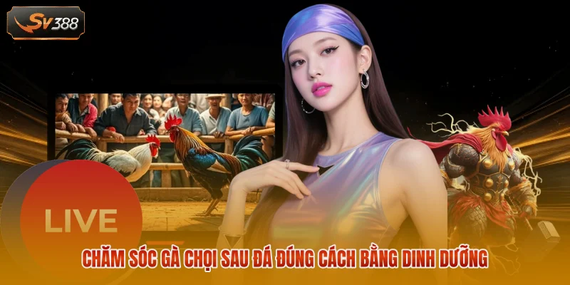 Chăm Sóc Gà Chọi Sau Đá - Quy Trình Phục Hồi Đúng Cách 2 Chăm sóc gà chọi sau đá qua theo dõi