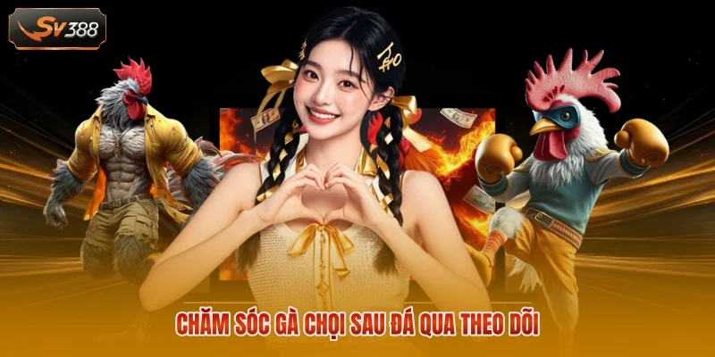 Chăm Sóc Gà Chọi Sau Đá - Quy Trình Phục Hồi Đúng Cách 3 Chăm sóc gà chọi sau đá đúng cách bằng dinh dưỡng