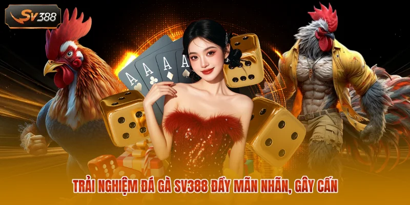 Đá Gà SV388 - Theo Dõi 100+ Trận Đấu Trực Tiếp Mỗi Ngày 1 Trải nghiệm đá gà SV388 đầy mãn nhãn, gây cấn